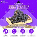순천시월등과수영농조합법인 | 과일 독자분들에게 숙제 - 아래 국내 개발 품종 재배하는 곳들을 수배 바랍니다: 스텔라 포도, 슈팅스타...