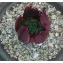 떡본김에 이미지