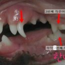 이리온 동물병원 병점점 네이버블로그