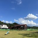 멍스테이 | [경남 합천] 멍스테이 솔직 후기｜1천원으로 즐기는 강아지 놀이터