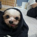 오늘은 소금, 소담, 소복, 소망, 미소의 2차 예방 접종이 있는 날입니다. 이미지