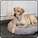 애견미용 | 동래 애견미용 깔끔후기