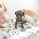 강아지분양 꽃강아지 중랑점 | 꽃강아지중랑점 강아지분양 귀여운 강아지 많은 신내동강아지분양