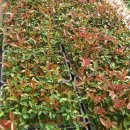 홍주대서 이미지