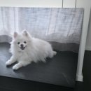 [리뷰] 우리 아이 리즈 갱신! '더아트컴퍼니' 반려견 대형 액자 제작 후기 🐾
