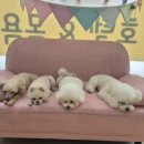 어썸강아지호텔 & 목욕 이미지