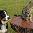 여주동물병원 이미지