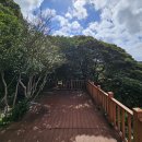 까멜리아 이미지