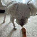 멍멍이 다과점 이미지