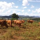 하늘닿은농장 이미지