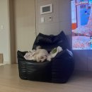 김동물병원 | 광명 하안동 24시 모두의 동물병원 솔직 후기 (비추)