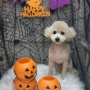 하얀기린 동물병원 이미지