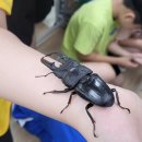 거제초교병설 이미지