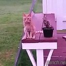 레드문PC 이미지