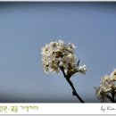 봄이화 이미지