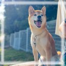 드림애견학교 이미지