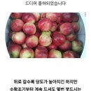 신비 복숭아 5키로 30000원 무배 이미지