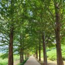 의지의꽃길기념비 | 하남 당정뜰 메타세쿼이아길. 연꽃 맥문동 개화, 하남 둑방길 메타세쿼이아길 주차