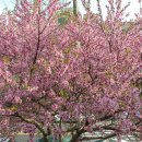 복사꽃공원 이미지