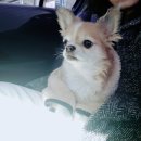 둘레길동물병원 이미지