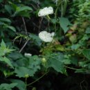 하늘타리 이미지