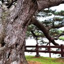 제주 수산리 곰솔 이미지