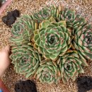 마리아농장 이미지