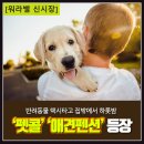 펫콜 이미지