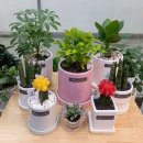 플라워마르코 | 발산꽃집 메이로즈플라워에서 감성 꽃다발 준비한 후기 💐