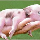 돼지세상 이미지