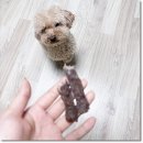 강아지 화식 야채 수제 육류 간식 추천 7종 급여 후기