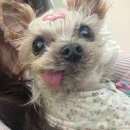 분당밝은아이동물병원 이미지