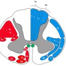 뇌공부 11 - 척수 회백질 이미지
