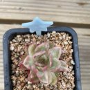 콩콩다육