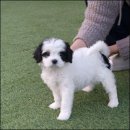 퍼피라운지 이미지