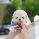 부산강아지분양 미유펫 이미지