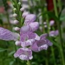 장안공원 이미지