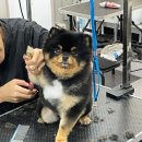 뽀송뽀송 애견미용 이미지