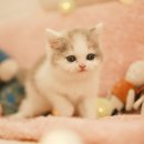 부산고양이분양 퍼스트캣 부산점 이미지