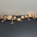 디유오