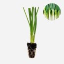 장파농장 이미지