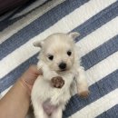 와우펫마트 이미지