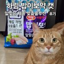 CAT | 금동이 사료 바꿨어요!｜하림 밥이보약 CAT 알맞은 체중 맞춤솔루션 후기