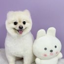 꼬씨와 펫살롱 이미지