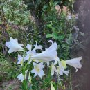 화이트 헤븐 이미지