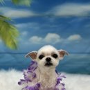 복탄산수 이미지