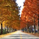마이산의 늦가을정취~모래재 메타세쿼이어 길.(2021. 11. 16.) 이미지