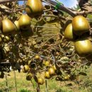 참다래농장 이미지