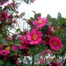 뿌리깊은우리역사 이미지