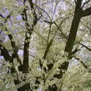 계룡산 동학사 입구의 벚꽃 이미지